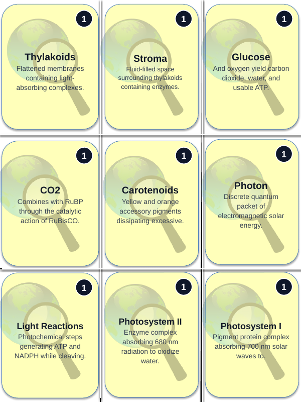 Photosynthesis, Respiration, & Plant Metabolism Trivia Board Game sample page