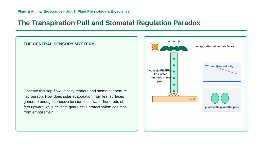 Plant Physiology & Growth Processes Phenomena-Based Lesson: The Transpiration Pull and Stomatal Regulation Paradox Presentation sample page
