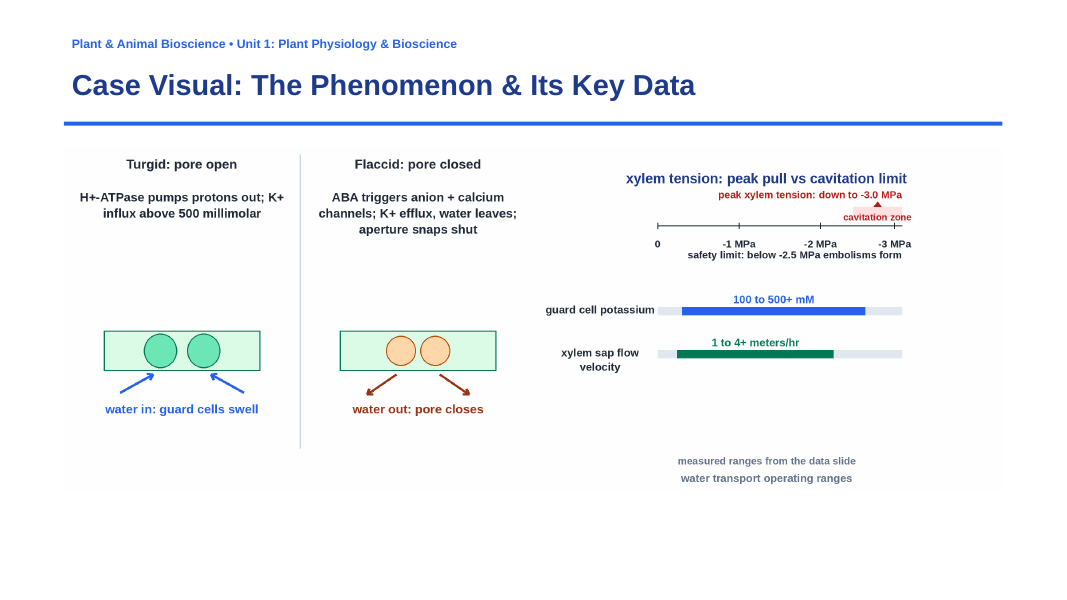 Plant Physiology & Growth Processes Phenomena-Based Lesson: The Transpiration Pull and Stomatal Regulation Paradox Presentation sample page