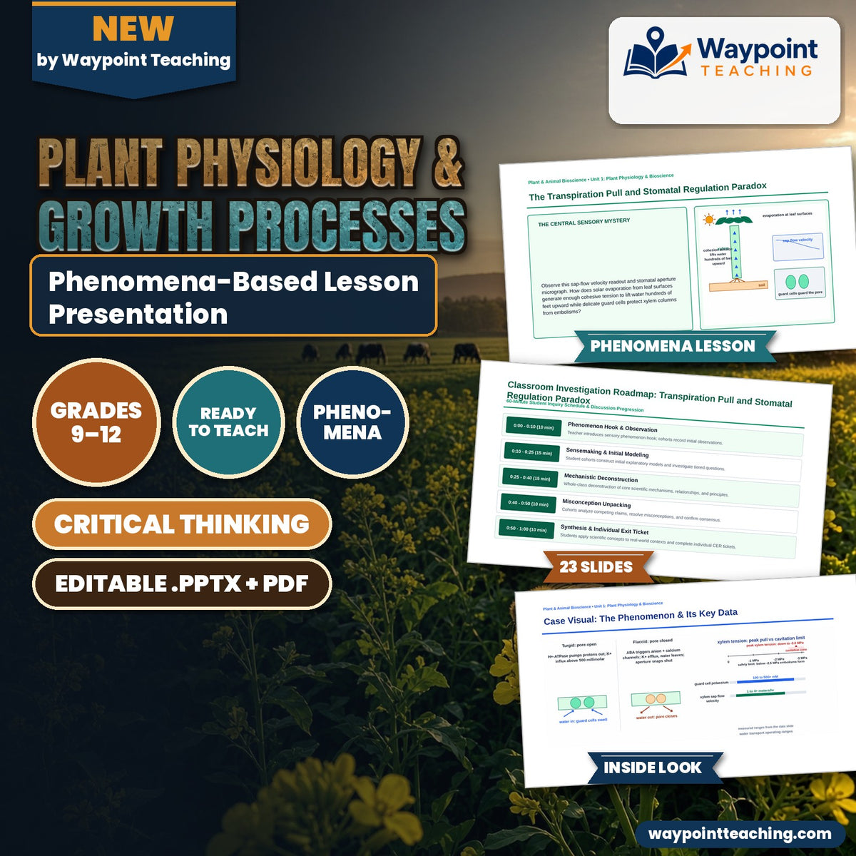 Plant Physiology & Growth Processes Phenomena-Based Lesson: The Transpiration Pull and Stomatal Regulation Paradox Presentation cover