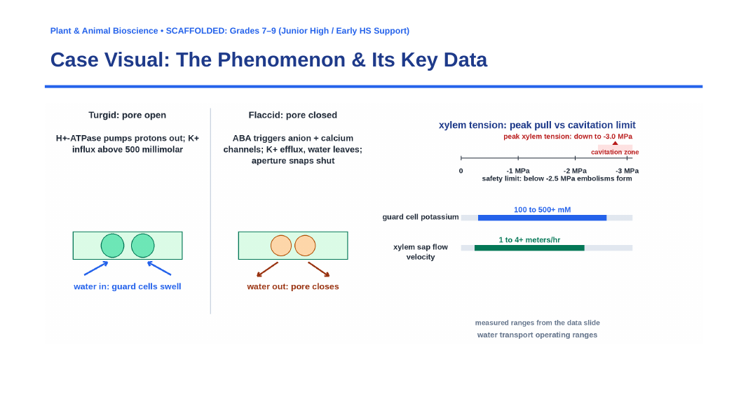 Plant Physiology & Growth Processes Scaffolded Phenomena-Based Lesson: The Transpiration Pull and Stomatal Regulation Paradox Presentation sample page