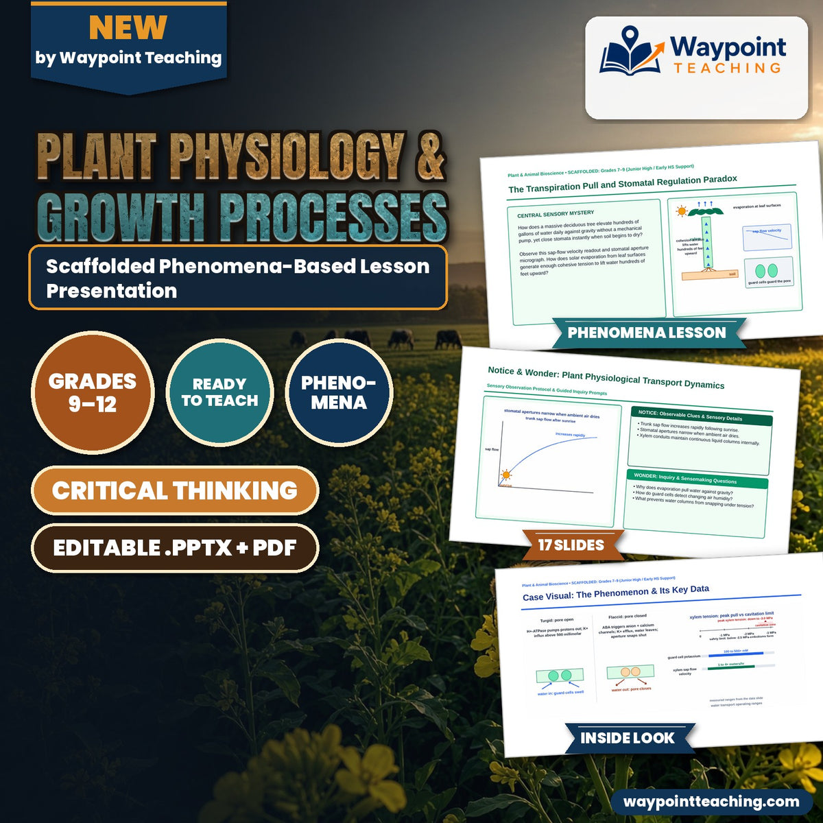 Plant Physiology & Growth Processes Scaffolded Phenomena-Based Lesson: The Transpiration Pull and Stomatal Regulation Paradox Presentation cover