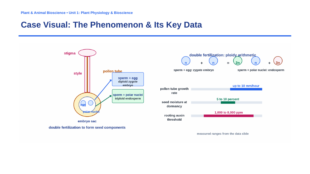 Plant Reproduction & Development Phenomena-Based Lesson: The Meristematic Totipotency and Double Fertilization Paradox Presentation sample page