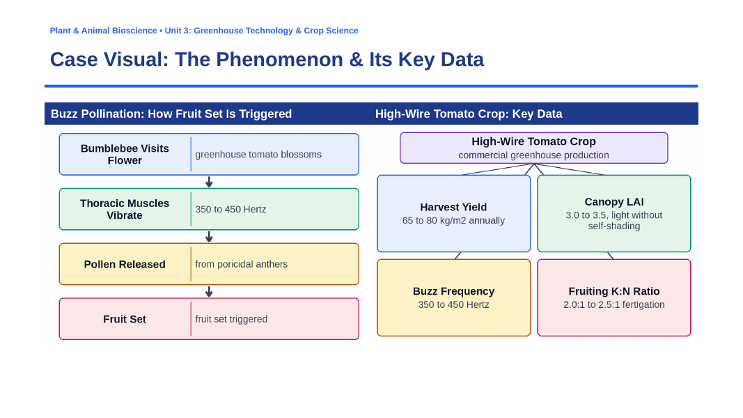 Principles of Protected Agriculture Phenomena-Based Lesson: The Indeterminate Sink Balancing and Pollination Paradox Presentation sample page