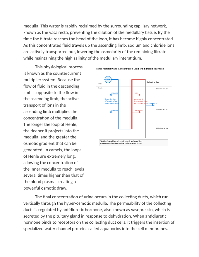 Renal Hierarchy and Water Conservation in Desert-Adapted Livestock Reading Worksheet sample page