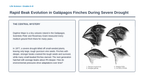 Adaptations Over Time Phenomena-Based Lesson: Rapid Beak Evolution in Galápagos Finches During Severe Drought Presentation sample page