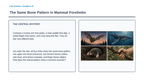 Anatomical & Embryological Evidence for Evolution Phenomena-Based Lesson: The Same Bone Pattern in Mammal Forelimbs Presentation sample page