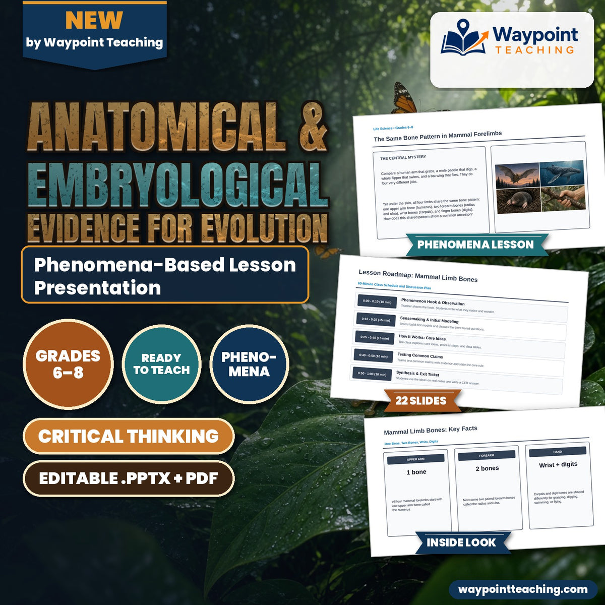 Anatomical & Embryological Evidence for Evolution Phenomena-Based Lesson: The Same Bone Pattern in Mammal Forelimbs Presentation cover