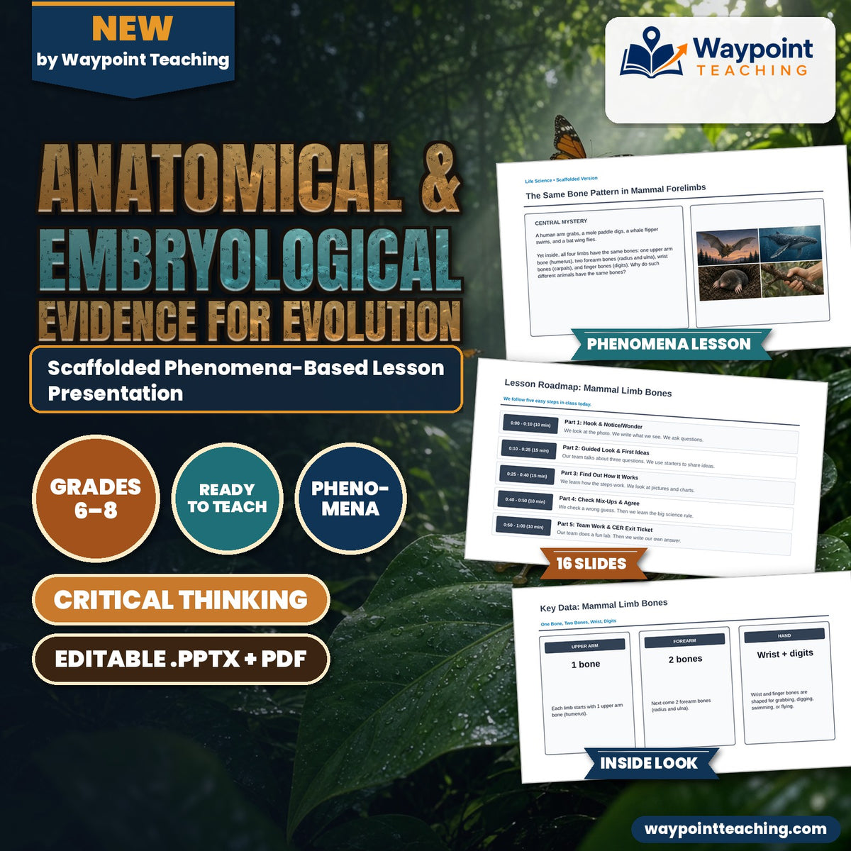 Anatomical & Embryological Evidence for Evolution Scaffolded Phenomena-Based Lesson: The Same Bone Pattern in Mammal Forelimbs Presentation cover