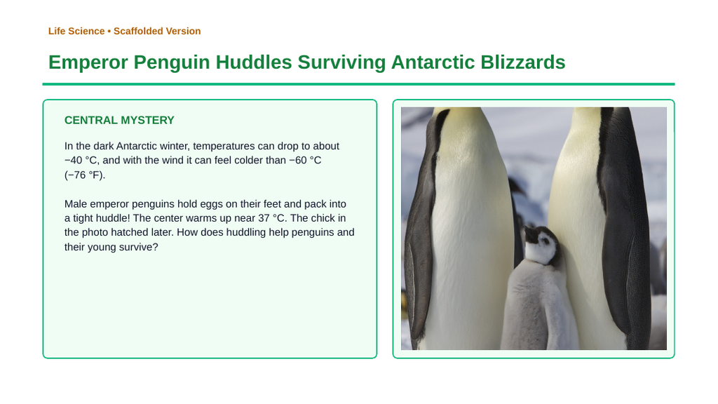 Animal Behaviors for Survival & Reproduction Scaffolded Phenomena-Based Lesson: Emperor Penguin Huddles Surviving Antarctic Blizzards Presentation sample page