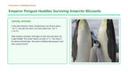 Animal Behaviors for Survival & Reproduction Scaffolded Phenomena-Based Lesson: Emperor Penguin Huddles Surviving Antarctic Blizzards Presentation sample page