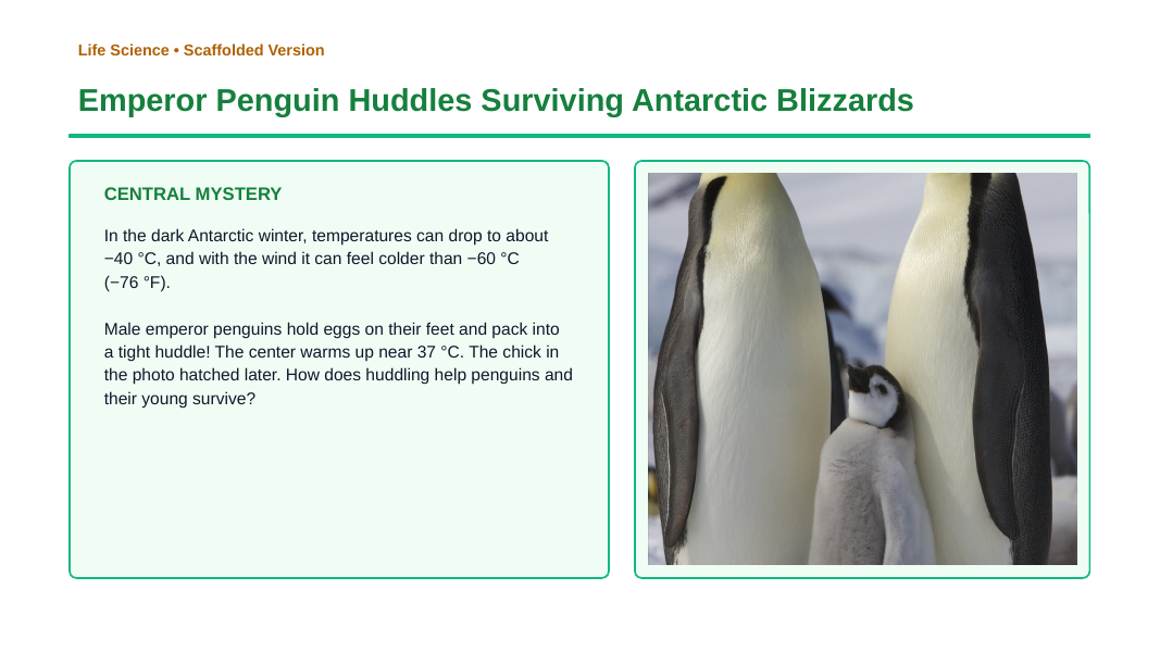 Animal Behaviors for Survival & Reproduction Scaffolded Phenomena-Based Lesson: Emperor Penguin Huddles Surviving Antarctic Blizzards Presentation sample page
