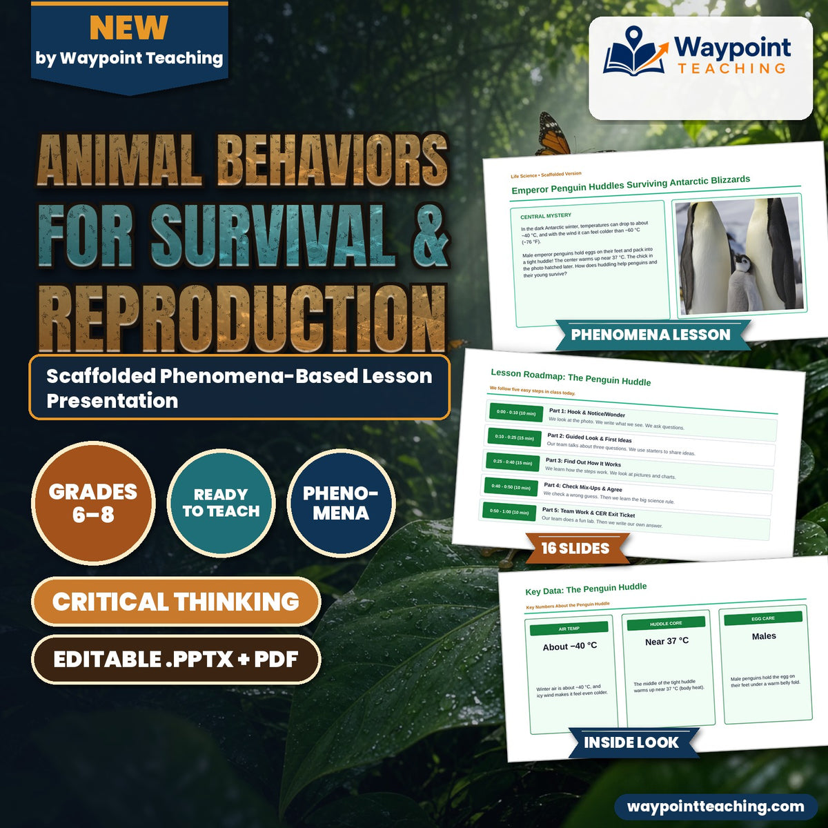 Animal Behaviors for Survival & Reproduction Scaffolded Phenomena-Based Lesson: Emperor Penguin Huddles Surviving Antarctic Blizzards Presentation cover