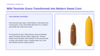 Artificial Selection & Genetic Engineering Phenomena-Based Lesson: Wild Teosinte Grass Transformed into Modern Sweet Corn Presentation sample page