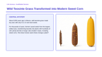 Artificial Selection & Genetic Engineering Scaffolded Phenomena-Based Lesson: Wild Teosinte Grass Transformed into Modern Sweet Corn Presentation sample page