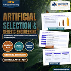 Artificial Selection & Genetic Engineering Scaffolded Phenomena-Based Lesson: Wild Teosinte Grass Transformed into Modern Sweet Corn Presentation cover