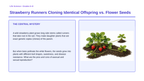 Asexual vs. Sexual Reproduction Phenomena-Based Lesson: Strawberry Runners Cloning Identical Offspring vs. Flower Seeds Presentation sample page