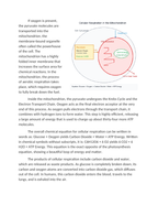 Breaking Down Glucose The Chemistry of Cellular Respiration Reading Worksheet sample page
