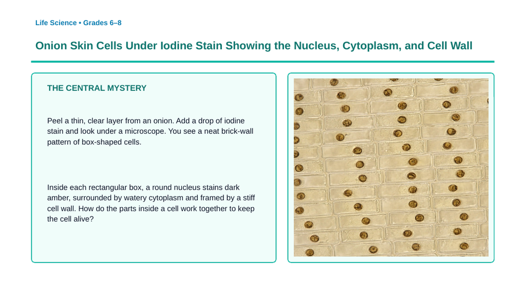 Cell Organelles & Their Functions Phenomena-Based Lesson: Onion Skin Cells Under Iodine Stain Showing the Nucleus, Cytoplasm, and Cell Wall Presentation sample page