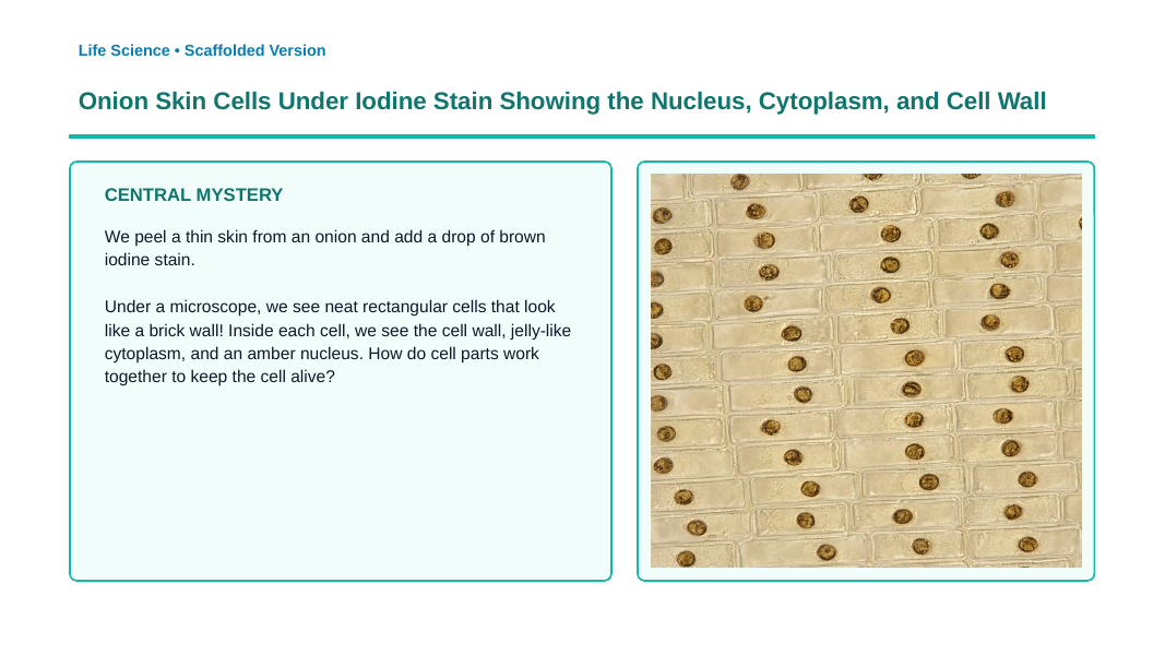 Cell Organelles & Their Functions Scaffolded Phenomena-Based Lesson: Onion Skin Cells Under Iodine Stain Showing the Nucleus, Cytoplasm, and Cell Wall Presentation sample page