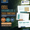 Cell Organelles & Their Functions Scaffolded Phenomena-Based Lesson: Onion Skin Cells Under Iodine Stain Showing the Nucleus, Cytoplasm, and Cell Wall Presentation cover