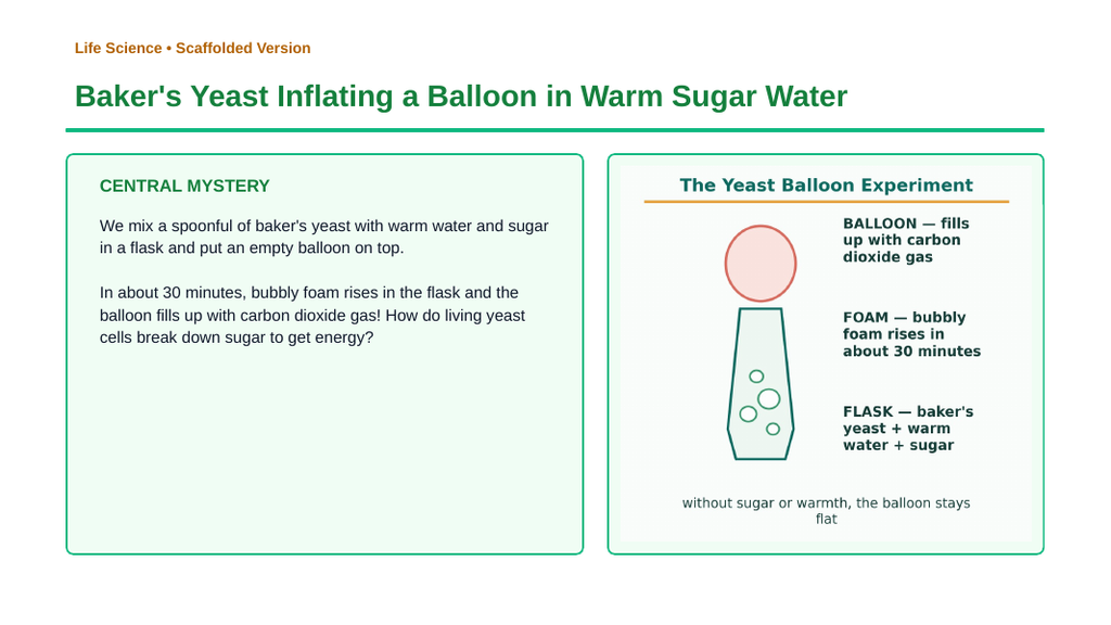 Cellular Respiration Scaffolded Phenomena-Based Lesson: Baker's Yeast Inflating a Balloon in Warm Sugar Water Presentation sample page