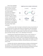 Comparing Embryological Development Across Different Species Reading Worksheet sample page