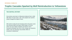 Ecosystem Disruptions & Biodiversity Phenomena-Based Lesson: Trophic Cascades Sparked by Wolf Reintroduction to Yellowstone Presentation sample page