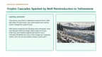 Ecosystem Disruptions & Biodiversity Scaffolded Phenomena-Based Lesson: Trophic Cascades Sparked by Wolf Reintroduction to Yellowstone Presentation sample page