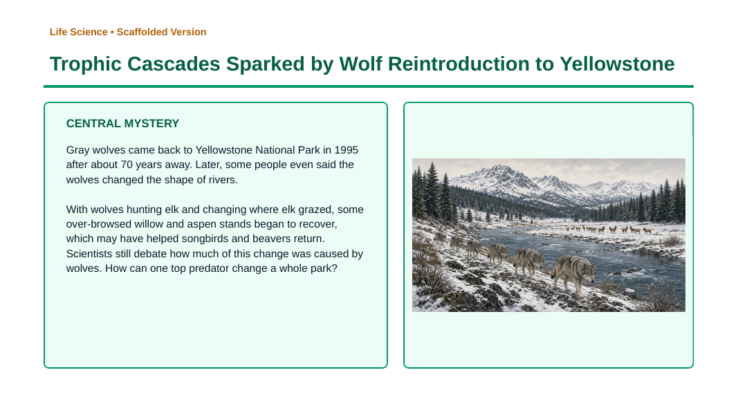 Ecosystem Disruptions & Biodiversity Scaffolded Phenomena-Based Lesson: Trophic Cascades Sparked by Wolf Reintroduction to Yellowstone Presentation sample page