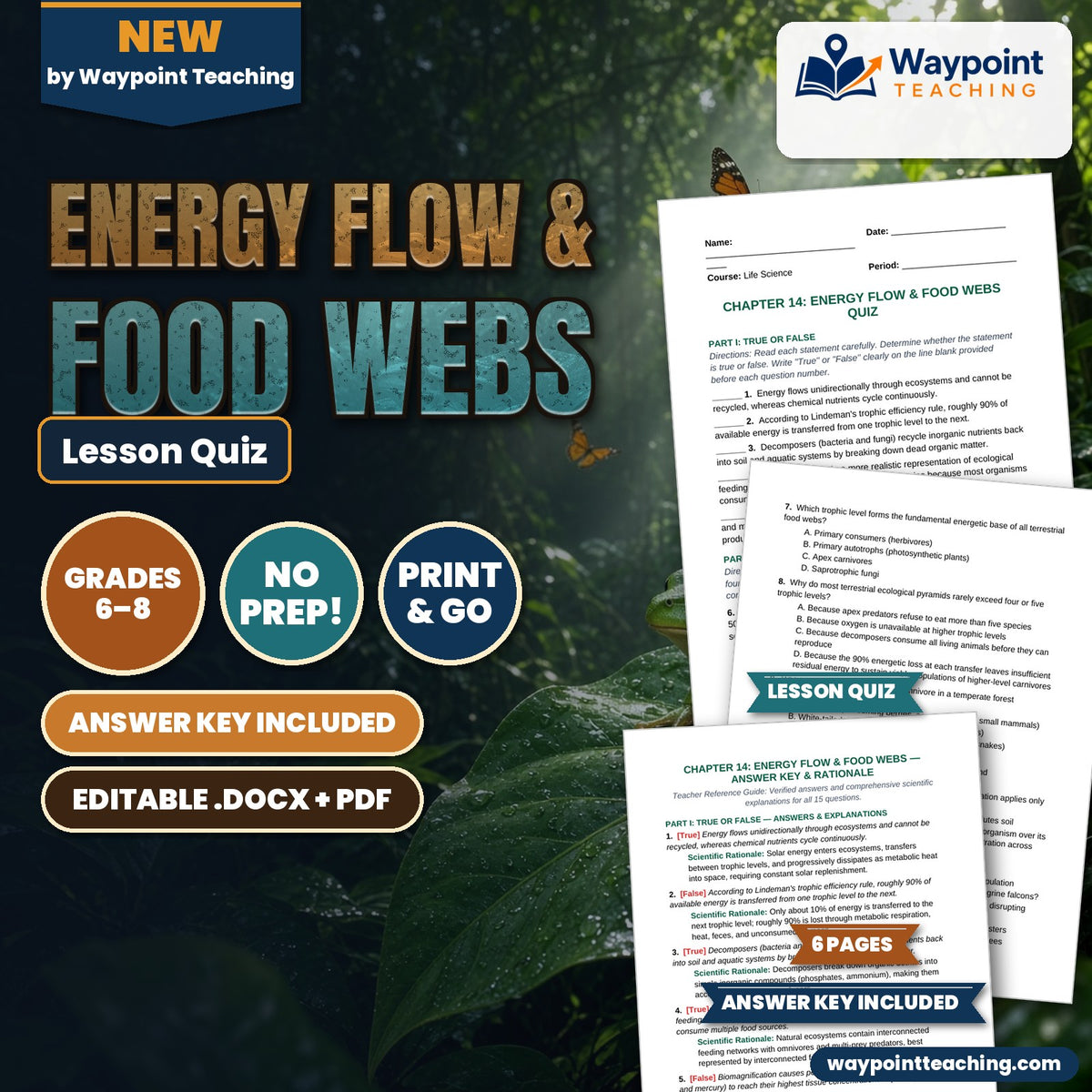 Energy Flow & Food Webs Lesson Quiz cover