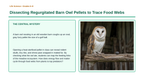 Energy Flow & Food Webs Phenomena-Based Lesson: Dissecting Regurgitated Barn Owl Pellets to Trace Food Webs Presentation sample page