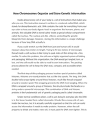 How Chromosomes Organize and Store Genetic Information Reading Worksheet sample page