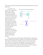 How Chromosomes Organize and Store Genetic Information Reading Worksheet sample page