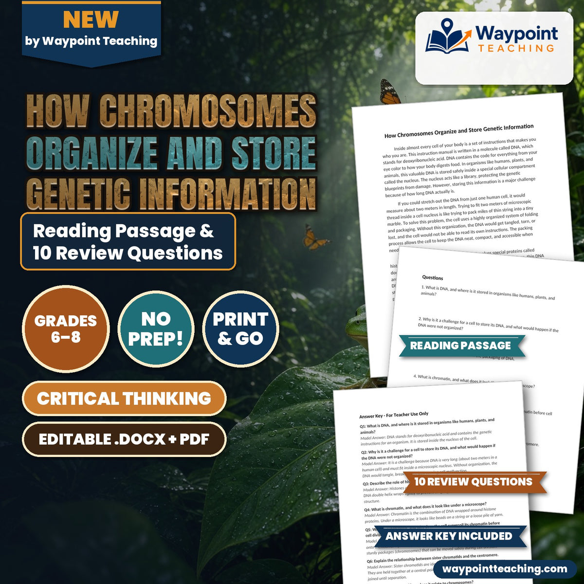 How Chromosomes Organize and Store Genetic Information Reading Worksheet cover