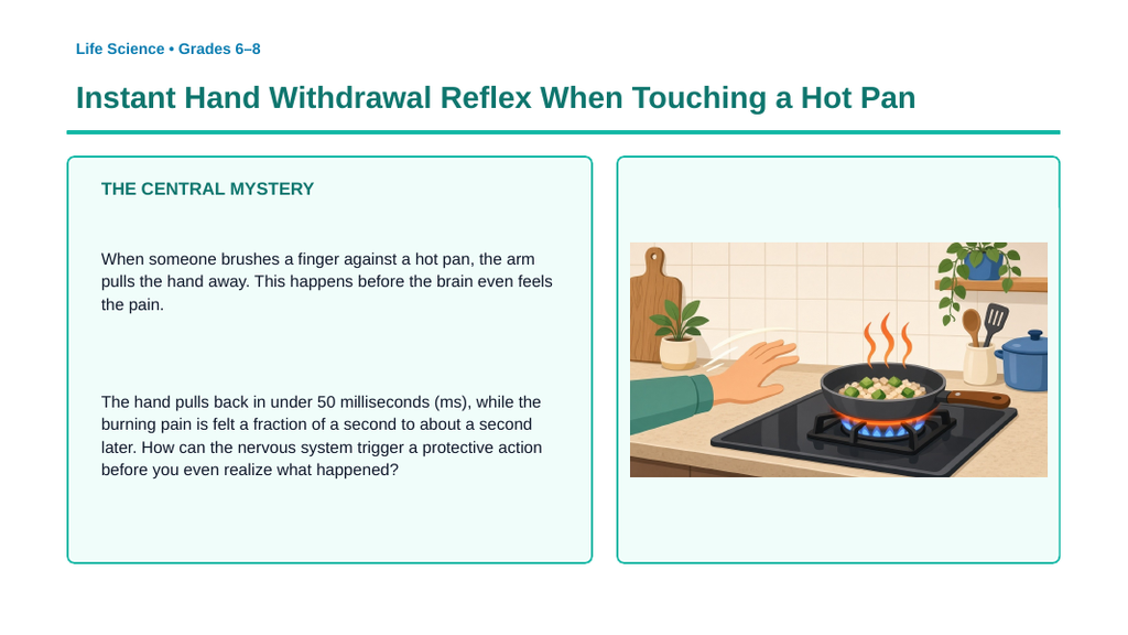 Information Processing & the Nervous System Phenomena-Based Lesson: Instant Hand Withdrawal Reflex When Touching a Hot Pan Presentation sample page