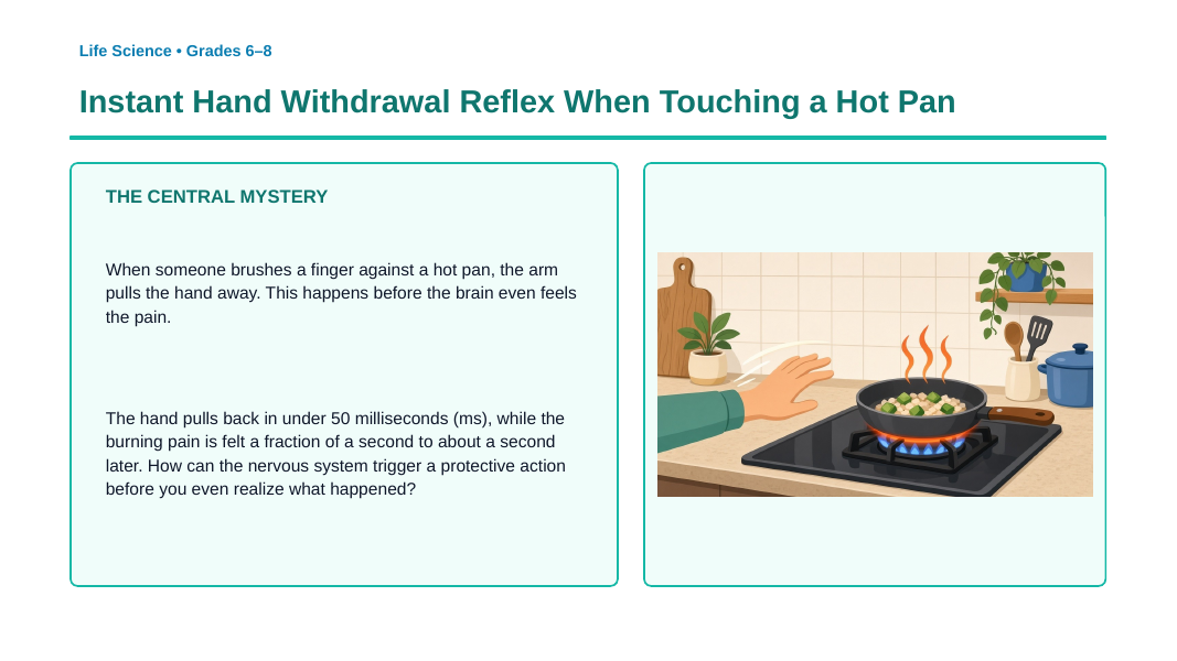 Information Processing & the Nervous System Phenomena-Based Lesson: Instant Hand Withdrawal Reflex When Touching a Hot Pan Presentation sample page