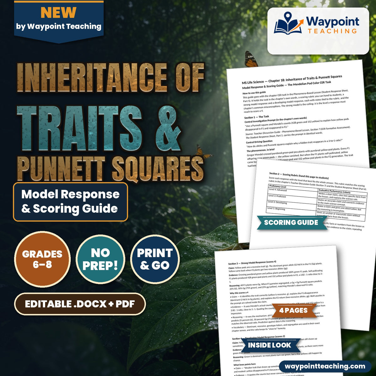 Inheritance of Traits & Punnett Squares Model Response & Scoring Guide cover