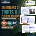 Inheritance of Traits & Punnett Squares Slide Show Presentation cover