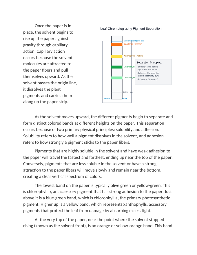 Leaf Chromatography Lab Separating Plant Pigments Reading Worksheet sample page