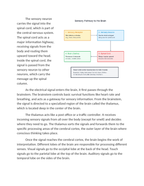Mapping the Pathway from Sensory Receptor to the Brain Reading Worksheet sample page