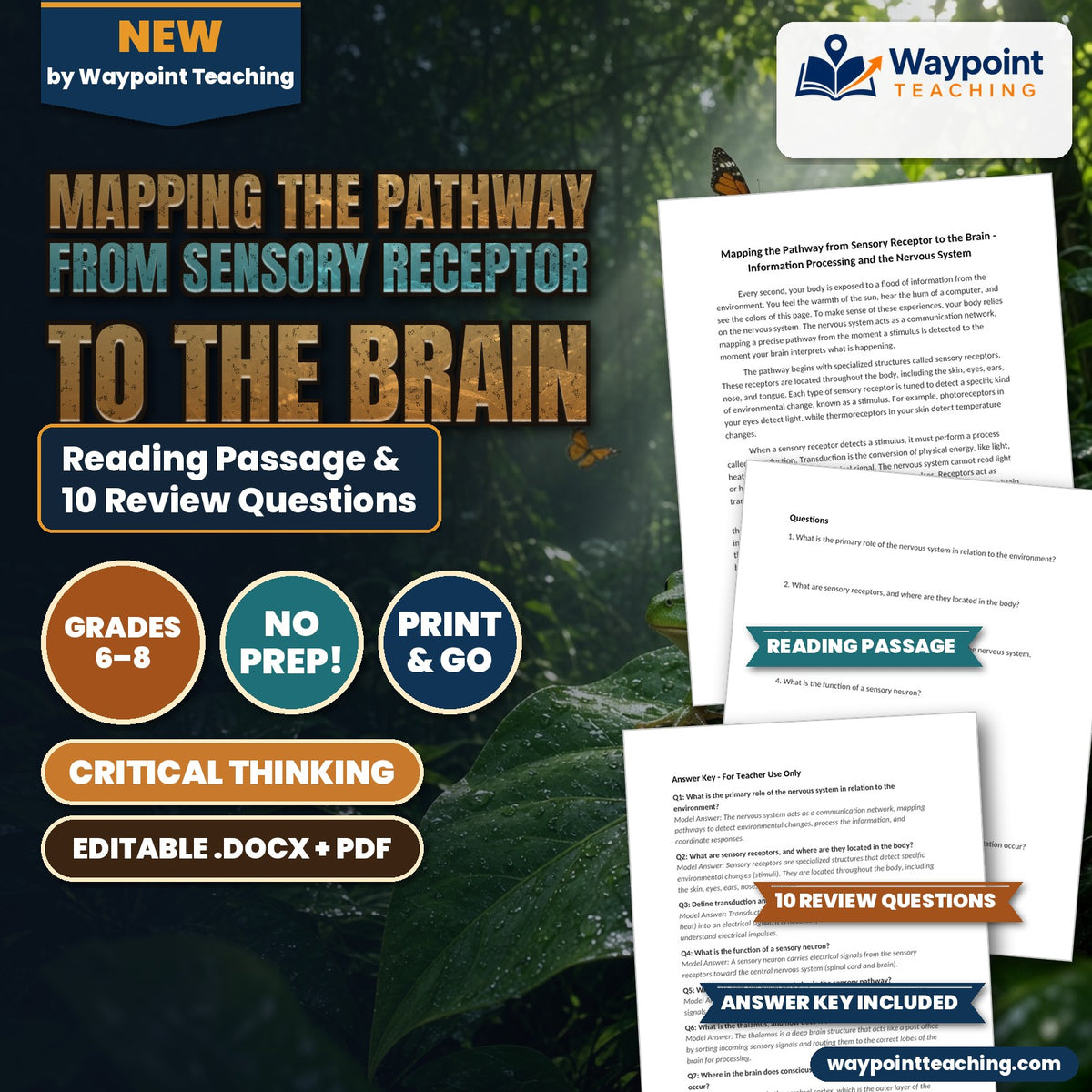 Mapping the Pathway from Sensory Receptor to the Brain Reading Worksheet cover