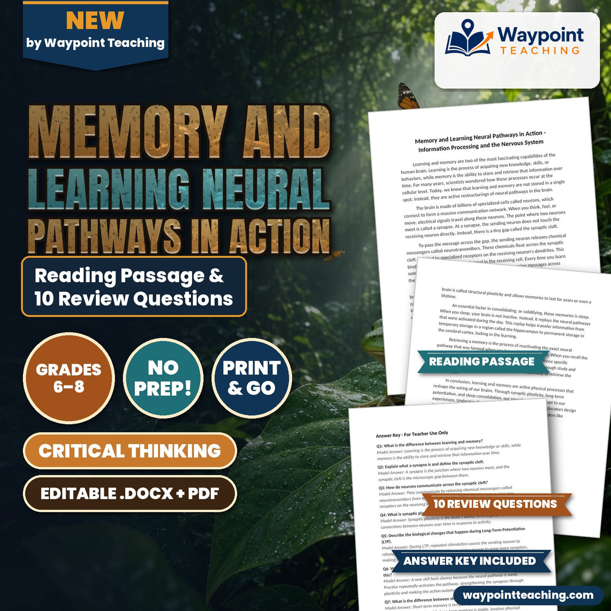 Memory and Learning Neural Pathways in Action Reading Worksheet cover