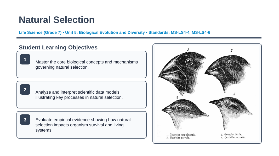 Natural Selection Slide Show Presentation sample page