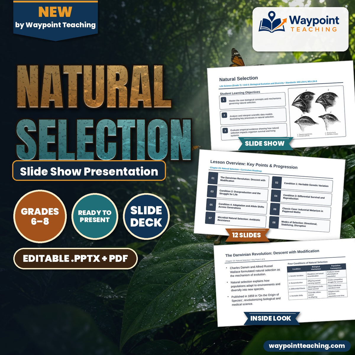Natural Selection Slide Show Presentation cover