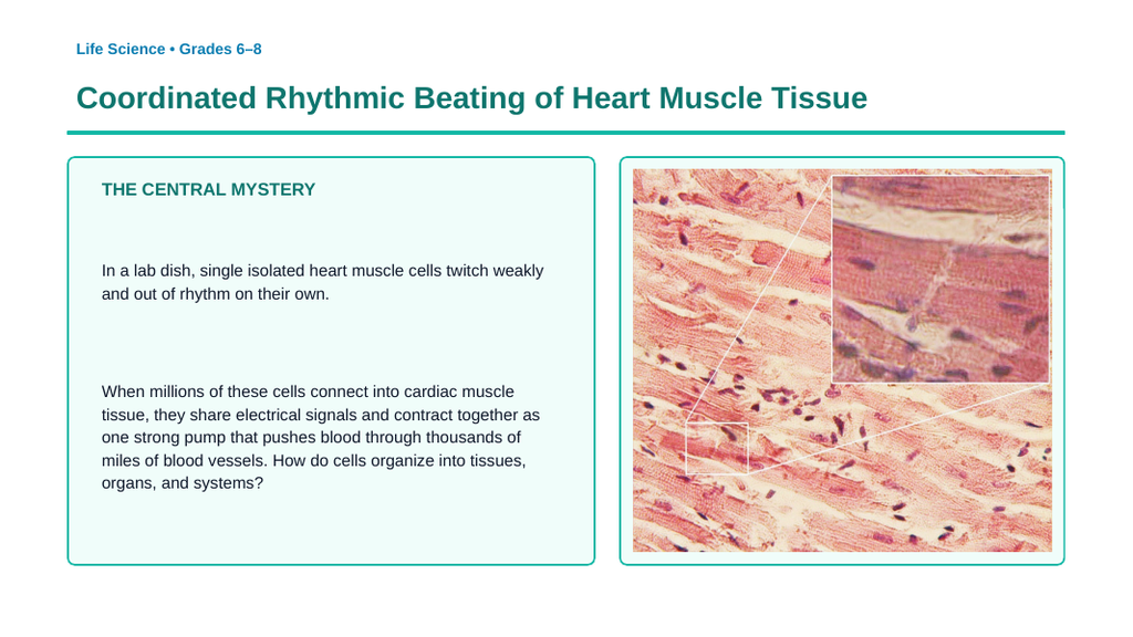Organization of Multicellular Organisms Phenomena-Based Lesson: Coordinated Rhythmic Beating of Heart Muscle Tissue Presentation sample page