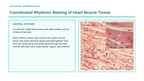 Organization of Multicellular Organisms Scaffolded Phenomena-Based Lesson: Coordinated Rhythmic Beating of Heart Muscle Tissue Presentation sample page