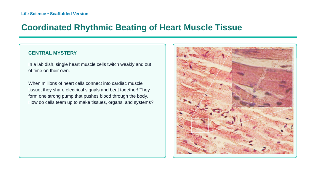 Organization of Multicellular Organisms Scaffolded Phenomena-Based Lesson: Coordinated Rhythmic Beating of Heart Muscle Tissue Presentation sample page