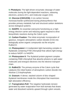 Photosynthesis Vocabulary Words & Definitions sample page