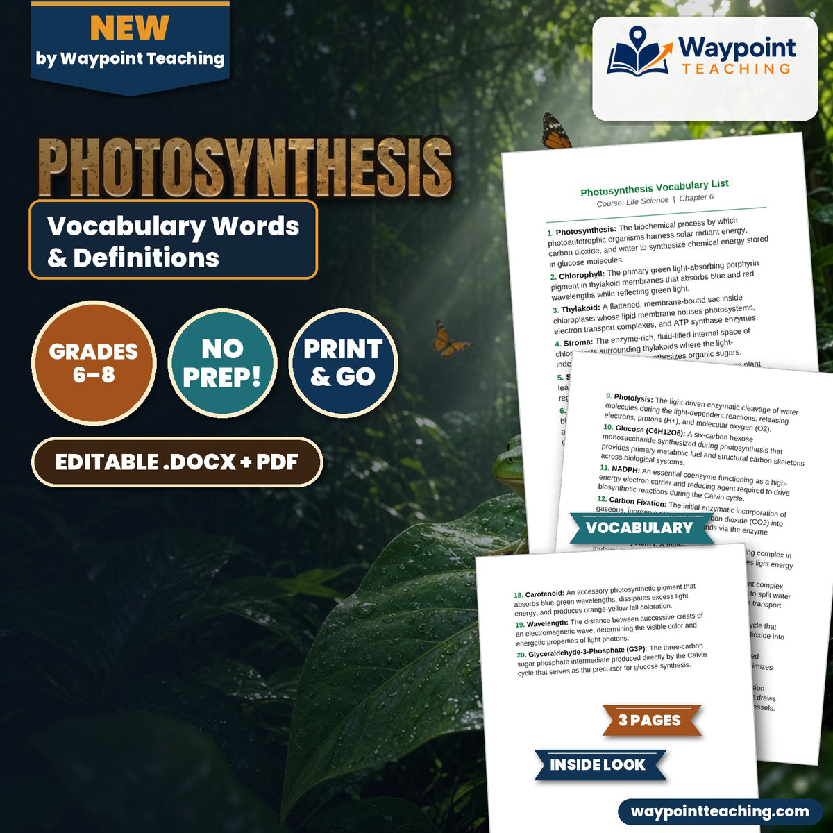 Photosynthesis Vocabulary Words & Definitions cover
